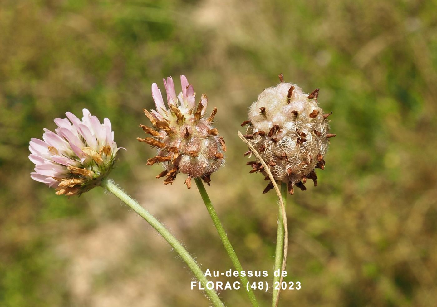 Clover, Elegant fruit